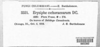 Golovinomyces cichoracearum image
